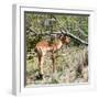 Awesome South Africa Collection Square - Young Impala-Philippe Hugonnard-Framed Photographic Print