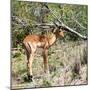 Awesome South Africa Collection Square - Young Impala-Philippe Hugonnard-Mounted Photographic Print