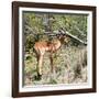 Awesome South Africa Collection Square - Young Impala-Philippe Hugonnard-Framed Photographic Print