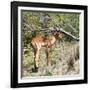 Awesome South Africa Collection Square - Young Impala-Philippe Hugonnard-Framed Photographic Print