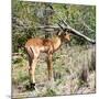 Awesome South Africa Collection Square - Young Impala-Philippe Hugonnard-Mounted Photographic Print