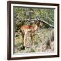 Awesome South Africa Collection Square - Young Impala-Philippe Hugonnard-Framed Photographic Print