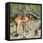 Awesome South Africa Collection Square - Young Impala-Philippe Hugonnard-Framed Stretched Canvas