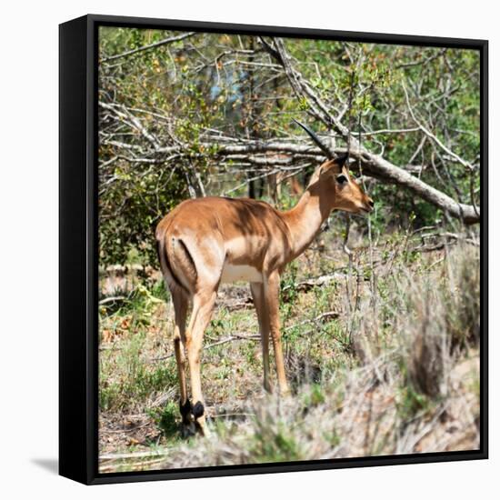 Awesome South Africa Collection Square - Young Impala-Philippe Hugonnard-Framed Stretched Canvas
