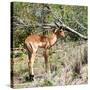 Awesome South Africa Collection Square - Young Impala-Philippe Hugonnard-Stretched Canvas