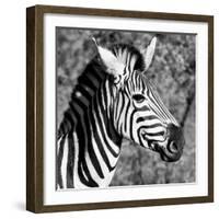Awesome South Africa Collection Square - Zebra Head B&W-Philippe Hugonnard-Framed Photographic Print