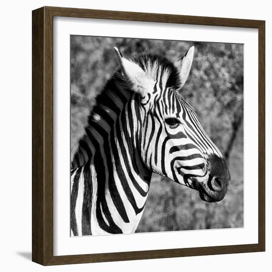 Awesome South Africa Collection Square - Zebra Head B&W-Philippe Hugonnard-Framed Photographic Print