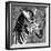 Awesome South Africa Collection Square - Zebra Head B&W-Philippe Hugonnard-Framed Photographic Print