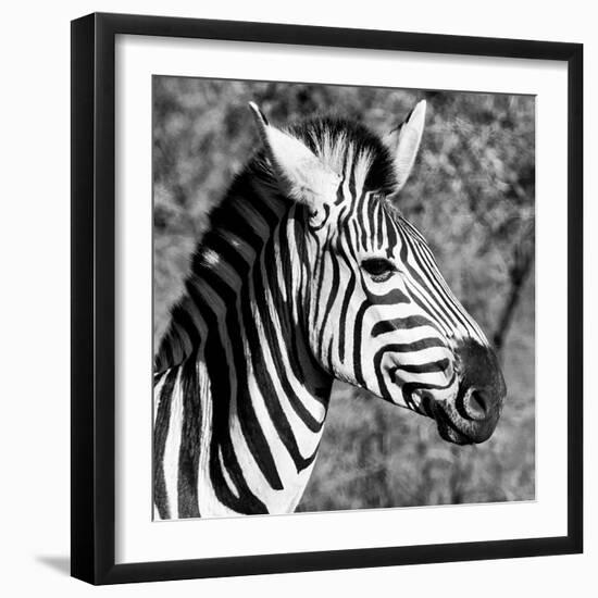 Awesome South Africa Collection Square - Zebra Head B&W-Philippe Hugonnard-Framed Photographic Print