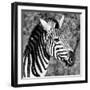 Awesome South Africa Collection Square - Zebra Head B&W-Philippe Hugonnard-Framed Photographic Print