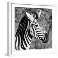 Awesome South Africa Collection Square - Zebra Head B&W-Philippe Hugonnard-Framed Photographic Print