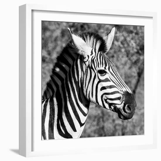 Awesome South Africa Collection Square - Zebra Head B&W-Philippe Hugonnard-Framed Photographic Print