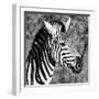 Awesome South Africa Collection Square - Zebra Head B&W-Philippe Hugonnard-Framed Photographic Print