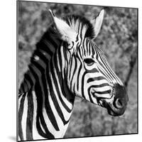 Awesome South Africa Collection Square - Zebra Head B&W-Philippe Hugonnard-Mounted Photographic Print