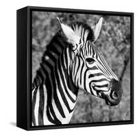 Awesome South Africa Collection Square - Zebra Head B&W-Philippe Hugonnard-Framed Stretched Canvas