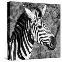 Awesome South Africa Collection Square - Zebra Head B&W-Philippe Hugonnard-Stretched Canvas