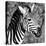 Awesome South Africa Collection Square - Zebra Head B&W-Philippe Hugonnard-Stretched Canvas