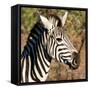 Awesome South Africa Collection Square - Zebra Head-Philippe Hugonnard-Framed Stretched Canvas
