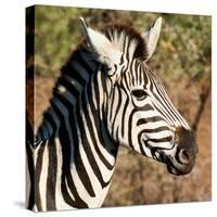 Awesome South Africa Collection Square - Zebra Head-Philippe Hugonnard-Stretched Canvas