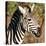 Awesome South Africa Collection Square - Zebra Head-Philippe Hugonnard-Stretched Canvas