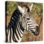 Awesome South Africa Collection Square - Zebra Head-Philippe Hugonnard-Stretched Canvas