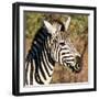 Awesome South Africa Collection Square - Zebra Head-Philippe Hugonnard-Framed Premium Photographic Print