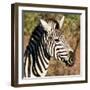 Awesome South Africa Collection Square - Zebra Head-Philippe Hugonnard-Framed Photographic Print