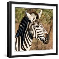 Awesome South Africa Collection Square - Zebra Head-Philippe Hugonnard-Framed Photographic Print