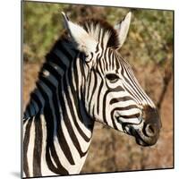 Awesome South Africa Collection Square - Zebra Head-Philippe Hugonnard-Mounted Photographic Print