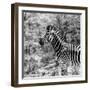 Awesome South Africa Collection Square - Zebra Portrait B&W-Philippe Hugonnard-Framed Photographic Print