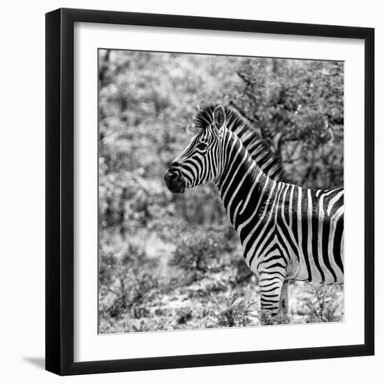 Awesome South Africa Collection Square - Zebra Portrait B&W-Philippe Hugonnard-Framed Photographic Print