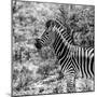 Awesome South Africa Collection Square - Zebra Portrait B&W-Philippe Hugonnard-Mounted Photographic Print