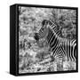 Awesome South Africa Collection Square - Zebra Portrait B&W-Philippe Hugonnard-Framed Stretched Canvas