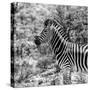 Awesome South Africa Collection Square - Zebra Portrait B&W-Philippe Hugonnard-Stretched Canvas