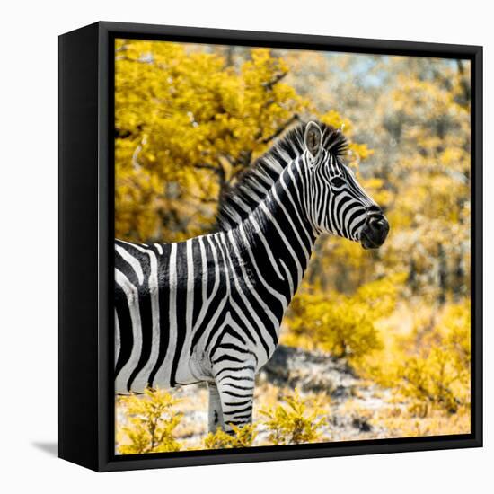 Awesome South Africa Collection Square - Zebra Portrait II-Philippe Hugonnard-Framed Stretched Canvas