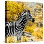 Awesome South Africa Collection Square - Zebra Portrait II-Philippe Hugonnard-Stretched Canvas