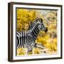 Awesome South Africa Collection Square - Zebra Portrait II-Philippe Hugonnard-Framed Photographic Print