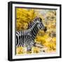 Awesome South Africa Collection Square - Zebra Portrait II-Philippe Hugonnard-Framed Photographic Print