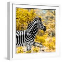 Awesome South Africa Collection Square - Zebra Portrait II-Philippe Hugonnard-Framed Photographic Print