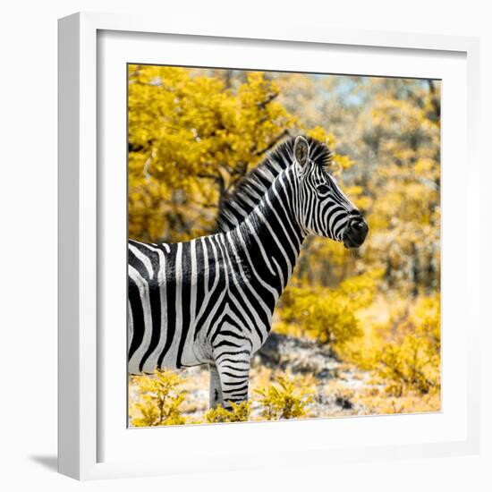 Awesome South Africa Collection Square - Zebra Portrait II-Philippe Hugonnard-Framed Photographic Print