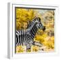 Awesome South Africa Collection Square - Zebra Portrait II-Philippe Hugonnard-Framed Photographic Print