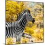 Awesome South Africa Collection Square - Zebra Portrait II-Philippe Hugonnard-Mounted Photographic Print