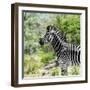 Awesome South Africa Collection Square - Zebra Portrait-Philippe Hugonnard-Framed Photographic Print