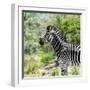 Awesome South Africa Collection Square - Zebra Portrait-Philippe Hugonnard-Framed Photographic Print