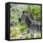 Awesome South Africa Collection Square - Zebra Portrait-Philippe Hugonnard-Framed Stretched Canvas