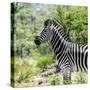 Awesome South Africa Collection Square - Zebra Portrait-Philippe Hugonnard-Stretched Canvas