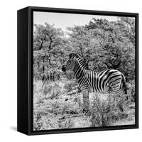 Awesome South Africa Collection Square - Zebra Profile B&W-Philippe Hugonnard-Framed Stretched Canvas