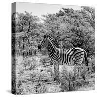 Awesome South Africa Collection Square - Zebra Profile B&W-Philippe Hugonnard-Stretched Canvas