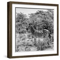 Awesome South Africa Collection Square - Zebra Profile B&W-Philippe Hugonnard-Framed Photographic Print