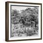 Awesome South Africa Collection Square - Zebra Profile B&W-Philippe Hugonnard-Framed Photographic Print